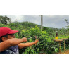 Handcrafted Traditional Katapolaya – Sri Lankan Wooden Slingshot