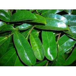 Dried Soursop Leaves 100% Organic | Graviola | Herbal Tea