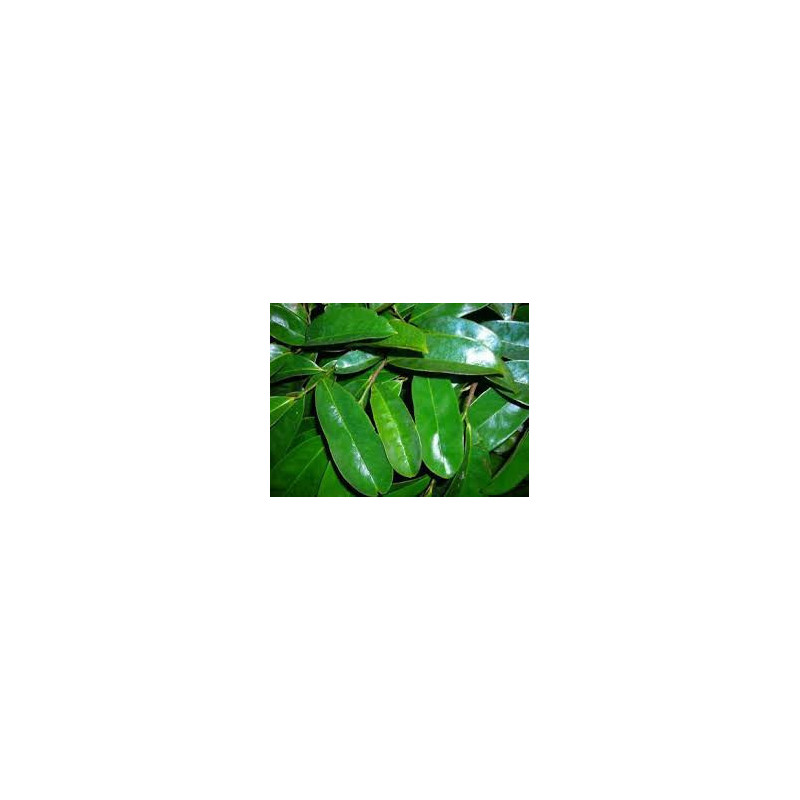 Dried Soursop Leaves 100% Organic | Graviola | Herbal Tea Dried Soursop Leaves 100% Organic | Graviola | Herbal Tea
