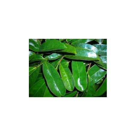 Dried Soursop Leaves 100% Organic | Graviola | Herbal Tea