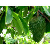 Dried Soursop Leaves 100% Organic | Graviola | Herbal Tea