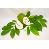 Dried Soursop Leaves 100% Organic | Graviola | Herbal Tea