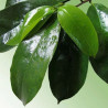 Dried Soursop Leaves 100% Organic | Graviola | Herbal Tea