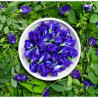 Organic Butterfly Pea Flowers | Blue Tea | Dried Whole Herb