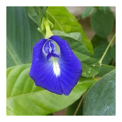 Organic Butterfly Pea Flowers | Blue Tea | Dried Whole Herb
