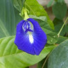 Organic Butterfly Pea Flowers | Blue Tea | Dried Whole Herb