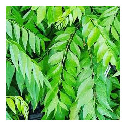 Organic Dried Curry Leaves | Ceylon Premium | 100% Natural