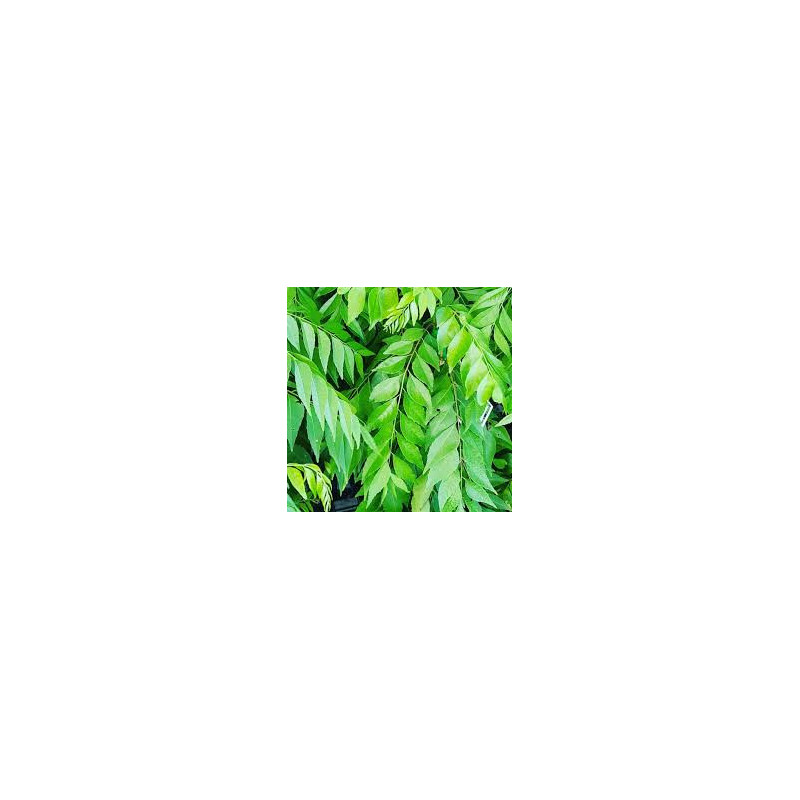 Organic Dried Curry Leaves | Ceylon Premium | 100% Natural Organic Dried Curry Leaves | Ceylon Premium | 100% Natural