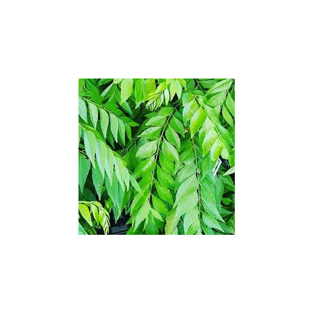 Organic Dried Curry Leaves | Ceylon Premium | 100% Natural
