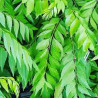Organic Dried Curry Leaves | Ceylon Premium | 100% Natural