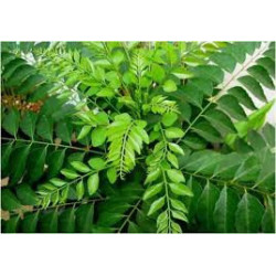 Organic Dried Curry Leaves | Ceylon Premium | 100% Natural