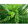 Organic Dried Curry Leaves | Ceylon Premium | 100% Natural