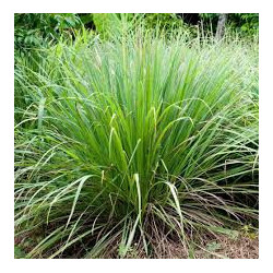 Organic Lemongrass Powder | 100% Natural Ceylon Cymbopogon