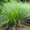Organic Lemongrass Powder | 100% Natural Ceylon Cymbopogon