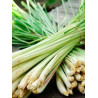 Organic Lemongrass Powder | 100% Natural Ceylon Cymbopogon
