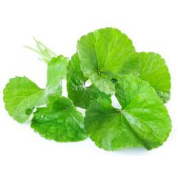 Gotukola Green Tea | Organic Centella Asiatica Ceylon Herbal Tea
