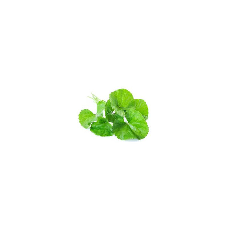 Gotukola Green Tea | Organic Centella Asiatica Ceylon Herbal Tea