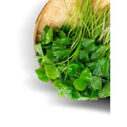 Gotukola Green Tea | Organic Centella Asiatica Ceylon Herbal Tea