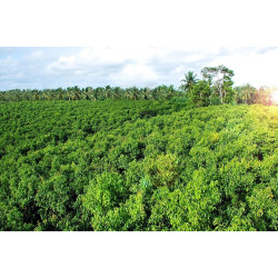 Buy Organic Ceylon Cinnamon Sticks (Alba Grade) | True Cinnamon from Sri Lanka – 100% Pure