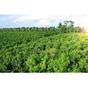 Buy Organic Ceylon Cinnamon Sticks (Alba Grade) | True Cinnamon from Sri Lanka – 100% Pure