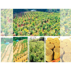 Buy Organic Ceylon Cinnamon Sticks (Alba Grade) | True Cinnamon from Sri Lanka – 100% Pure