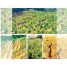 Buy Organic Ceylon Cinnamon Sticks (Alba Grade) | True Cinnamon from Sri Lanka – 100% Pure